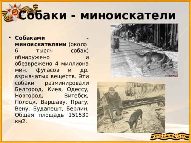 Собаки - миноискатели Собаками - миноискателями  (около 6 тысяч собак) обнаружено и обезврежено 4 миллиона мин, фугасов и др. взрывчатых веществ. Эти собаки разминировали Белгород, Киев, Одессу, Новгород, Витебск, Полоцк, Варшаву, Прагу, Вену, Будапешт, Берлин. Общая площадь 151530 км2.  