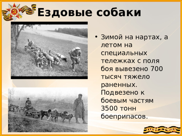 Ездовые собаки   Зимой на нартах, а летом на специальных тележках с поля боя вывезено 700 тысяч тяжело раненных. Подвезено к боевым частям 3500 тонн боеприпасов. 