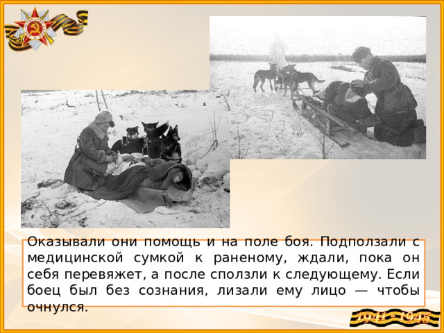 Оказывали они помощь и на поле боя. Подползали с медицинской сумкой к раненому, ждали, пока он себя перевяжет, а после сползли к следующему. Если боец был без сознания, лизали ему лицо — чтобы очнулся. 