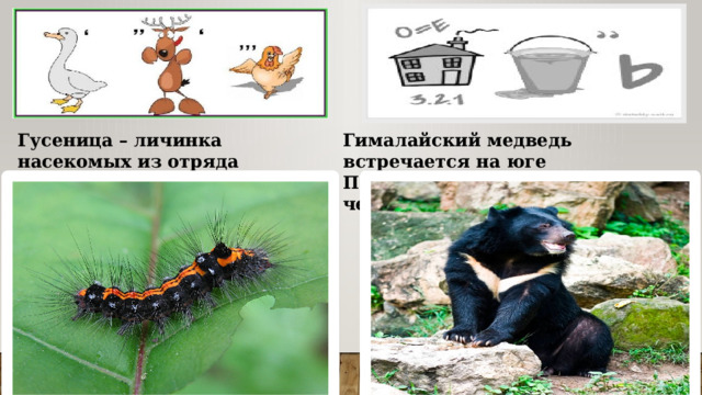 Гусеница – личинка насекомых из отряда чешуекрылых Гималайский медведь встречается на юге Приморского края, даже чаще, чем бурый 
