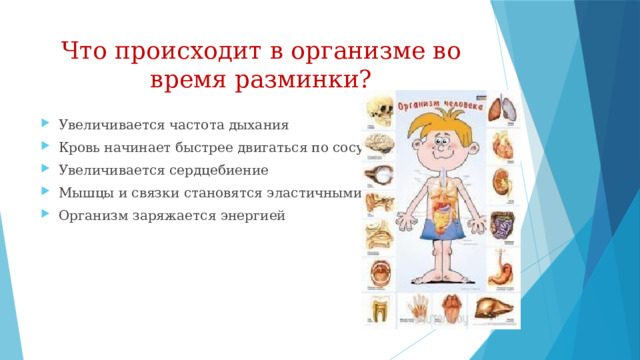 Что происходит в организме во время разминки? Увеличивается частота дыхания Кровь начинает быстрее двигаться по сосудам Увеличивается сердцебиение Мышцы и связки становятся эластичными Организм заряжается энергией 