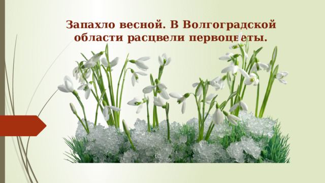 Запахло весной. В Волгоградской области расцвели первоцветы. 