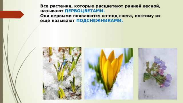 Все растения, которые расцветают ранней весной, называют ПЕРВОЦВЕТАМИ.  Они первыми появляются из-под снега, поэтому их ещё называют ПОДСНЕЖНИКАМИ.   