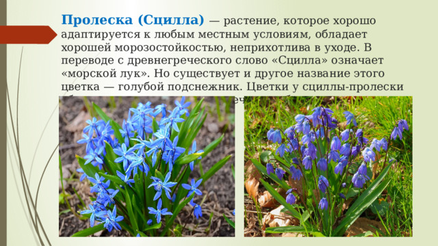 Пролеска (Сцилла) — растение, которое хорошо адаптируется к любым местным условиям, обладает хорошей морозостойкостью, неприхотлива в уходе. В переводе с древнегреческого слово «Сцилла» означает «морской лук». Но существует и другое название этого цветка — голубой подснежник. Цветки у сциллы-прoлески обычно синего цвета, но встречаются белые, розовые и даже фиолетовые.   