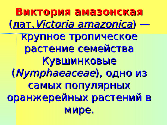 Виктория амазонская  ( лат. Victoria amazonica ) — крупное тропическое растение семейства Кувшинковые ( Nymphaeaceae ), одно из самых популярных оранжерейных растений в мире. 