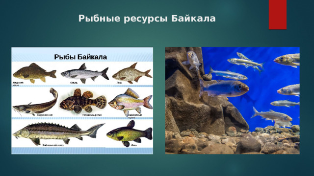 Рыбные ресурсы Байкала     