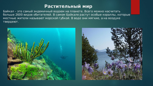  Растительный мир   Байкал – это самый эндемичный водоем на планете. Всего можно насчитать больше 2600 видов обитателей. В самом Байкале растут особые кораллы, которые местные жители называют морской губкой. В воде они мягкие, а на воздухе твердеют.  
