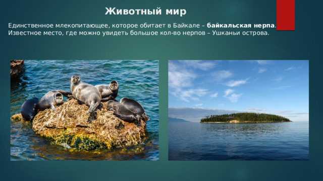 Животный мир   Единственное млекопитающее, которое обитает в Байкале –  байкальская нерпа . Известное место, где можно увидеть большое кол-во нерпов – Ушканьи острова. 