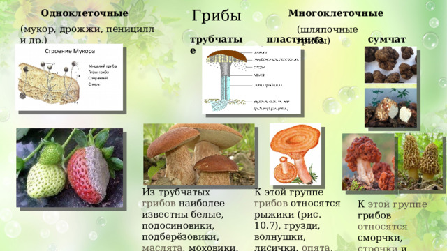 Грибы, их значение в природе и жизни человека