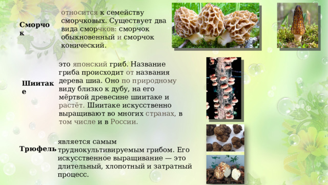 Характеристика искусственно выращиваемых съедобных грибов. Условно съедобные грибы биология 5 класс. Съедобные условно съедобные и несъедобные грибы. Условно несъедобные грибы. Презентация на тему условно съедобные грибы.