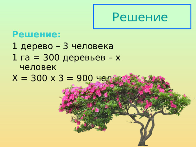 Решение  Решение: 1 дерево – 3 человека 1 га = 300 деревьев – х человек Х = 300 х 3 = 900 человек  
