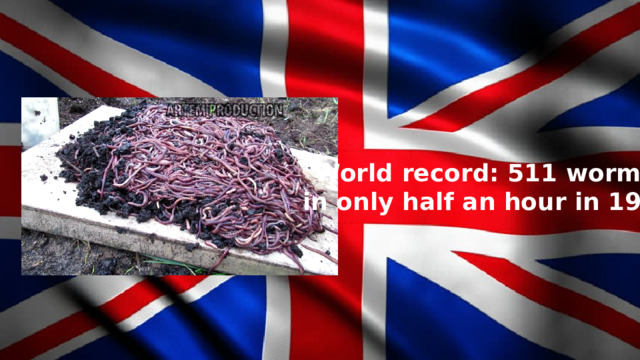 World record: 511 worms in only half an hour in 1980 