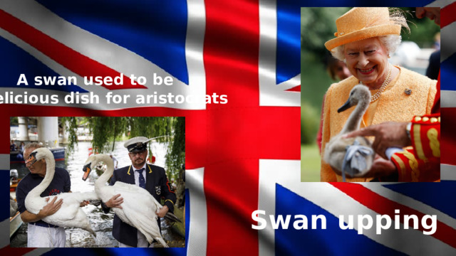 A swan used to be a delicious dish for aristocrats Swan upping 
