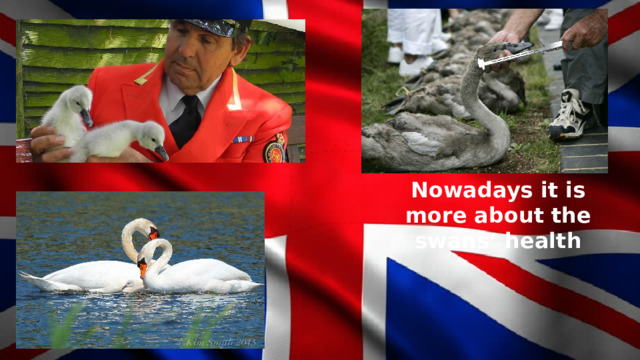 Nowadays it is more about the swans’ health 