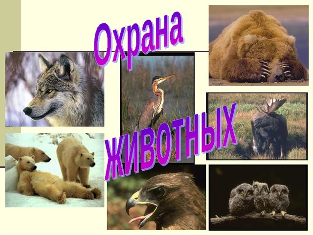 Окружающий мир тема охрана животных