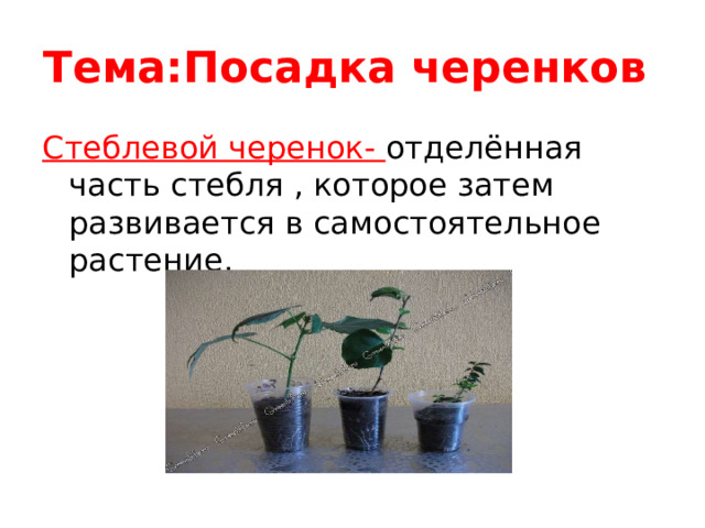 Тема:Посадка черенков Стеблевой черенок- отделённая часть стебля , которое затем развивается в самостоятельное растение. 