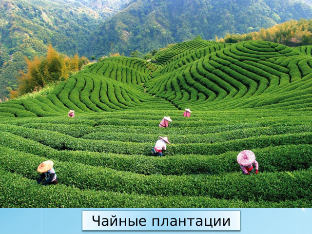 Чайные плантации 17 