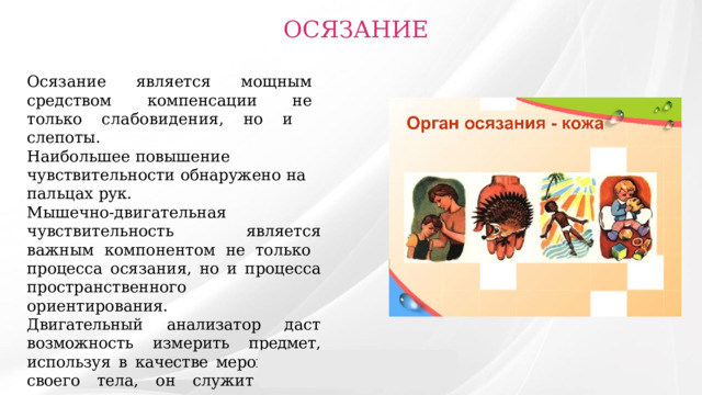  ОСЯЗАНИЕ Осязание  является  мощным  средством  компенсации  не  только слабовидения ,  но  и  слепоты. Наибольшее  повышение  чувствительности  обнаружено  на  пальцах  рук. Мышечно-двигательная ч увствительность  является  важным  компонентом  не  только  процесса  осязания,  но  и  процесса  пространственного  ориентирования. Двигательный  анализатор  даст  возможность  измерить  предмет,  используя  в  качестве мерок  части  своего  тела,  он  служит  также  механизмом  связи  между  всеми  анализаторами  внешней  и  внутренней  среды  при  ориентировке  в  пространстве. 