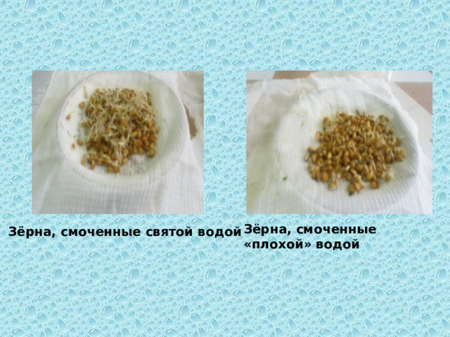   Зёрна, смоченные «плохой» водой  Зёрна, смоченные святой водой 