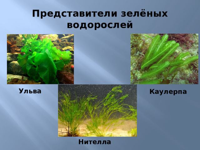 Термины водорослей
