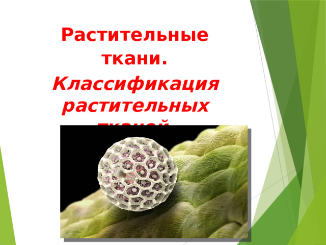 Презентация "Ткани растений"