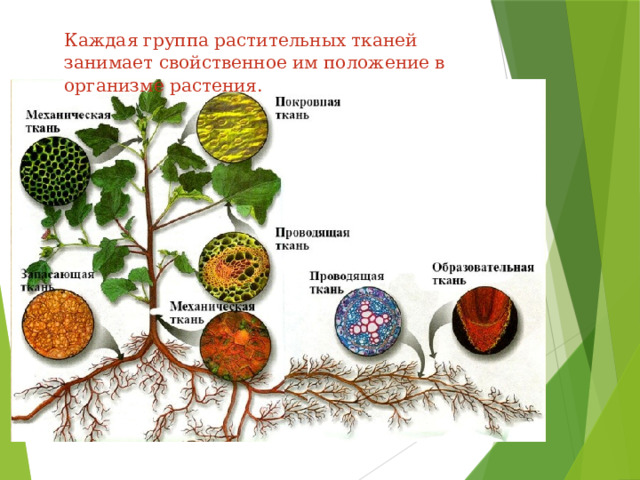 Каждая группа растительных тканей занимает свойственное им положение в организме растения.  