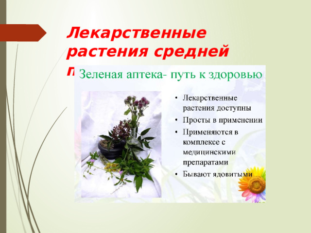 Лекарственные растения средней полосы 