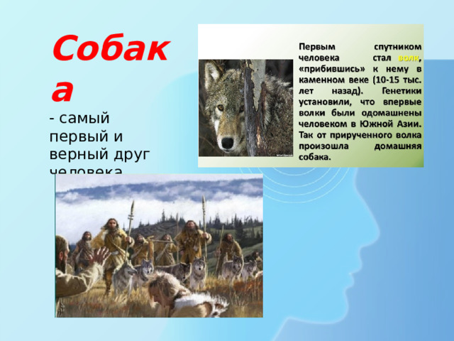 Собака - самый первый и верный друг человека 