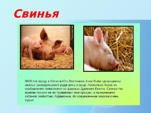 Свинья 