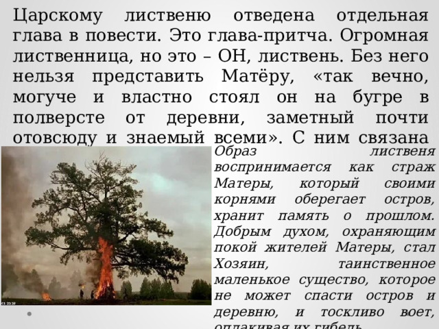 Царскому лиственю отведена отдельная глава в повести. Это глава-притча. Огромная лиственница, но это – ОН, листвень. Без него нельзя представить Матёру, «так вечно, могуче и властно стоял он на бугре в полверсте от деревни, заметный почти отовсюду и знаемый всеми». С ним связана вся жизнь Матеры. Образ лиственя воспринимается как страж Матеры, который своими корнями оберегает остров, хранит память о прошлом. Добрым духом, охраняющим покой жителей Матеры, стал Хозяин, таинственное маленькое существо, которое не может спасти остров и деревню, и тоскливо воет, оплакивая их гибель. 