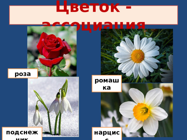 Цветок - ассоциация роза ромашка подснежник нарцисс 