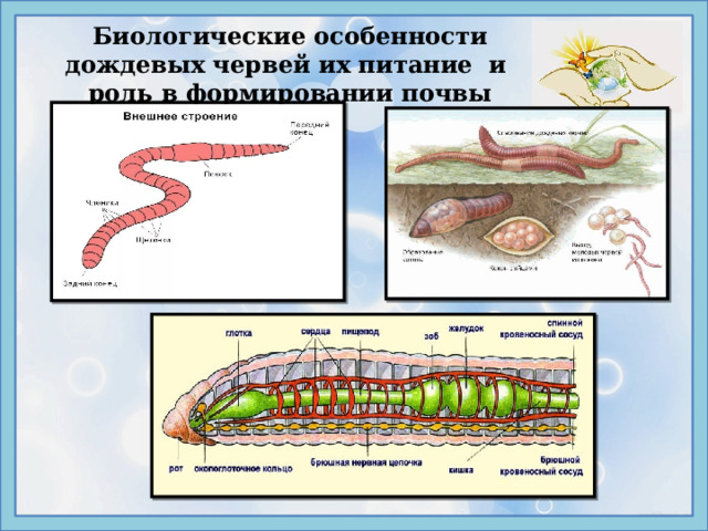 Исследовательский проект почва