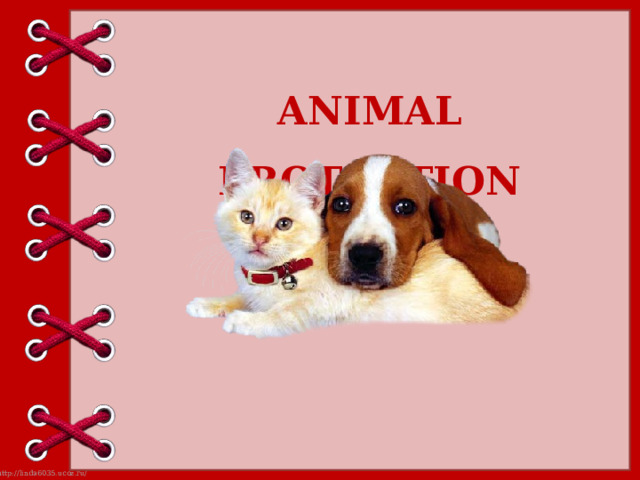 ANIMAL PROTECTION 