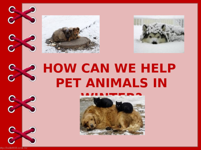 HOW CAN WE HELP  PET ANIMALS IN WINTER? 