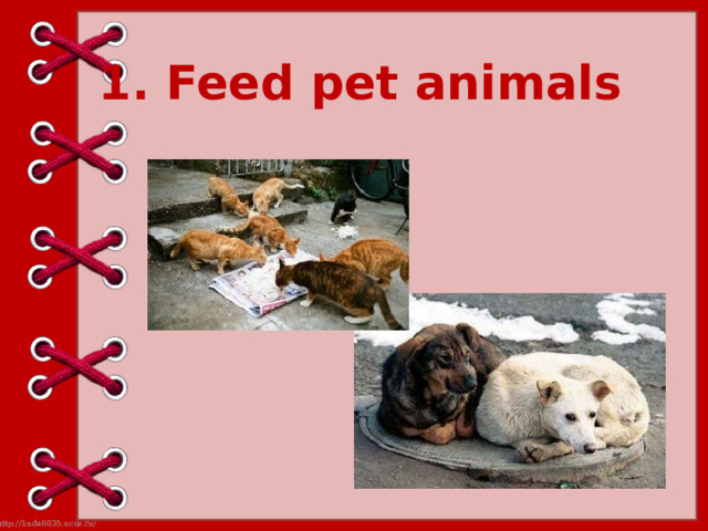 1. Feed pet animals 