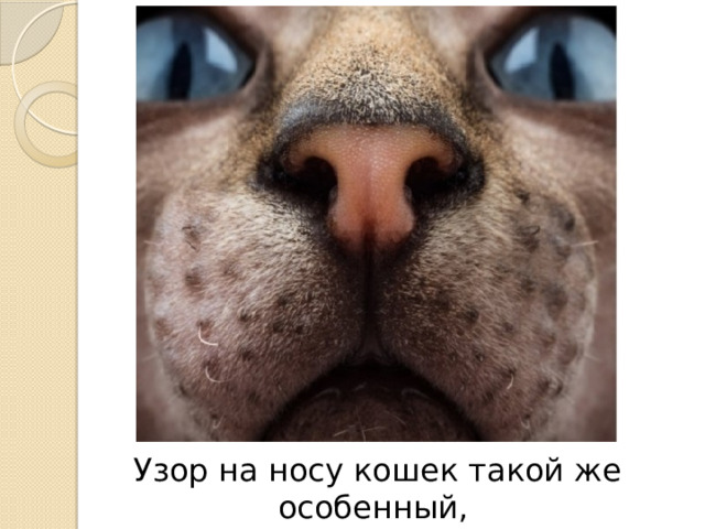 Узор на носу кошек такой же особенный, как у человека отпечатки пальцев. 