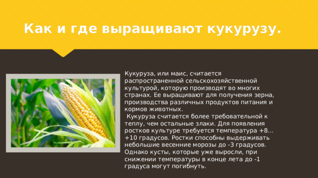 Презентация "Кукуруза". 6 класс.