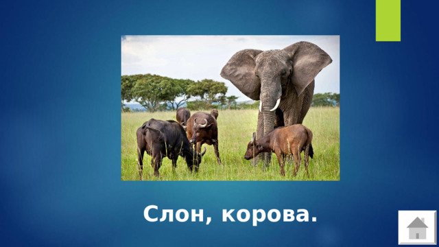 Слон, корова. 