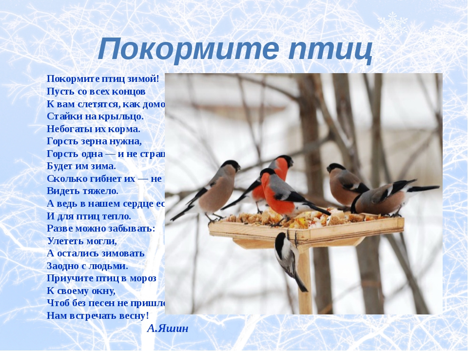 Стихотворения птицы зимой. Покормите птиц зимой. Презентация по птицам. Проект Накорми птиц зимой. Проект птицы зимой.