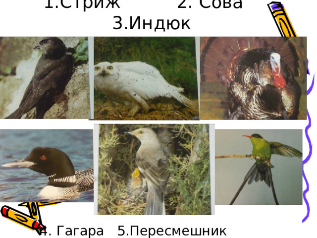 1.Стриж 2. Сова 3.Индюк 