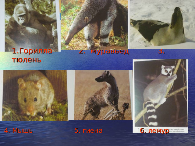 1.Горилла 2. муравьед 3. тюлень  4. Мышь 5. гиена 6. лемур 