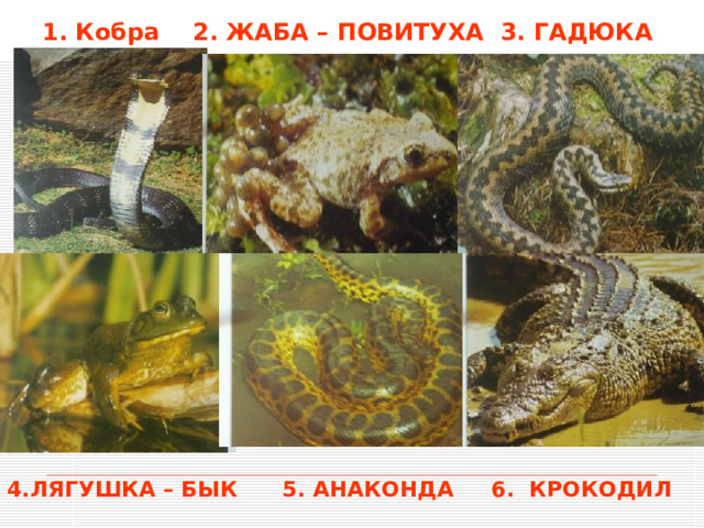 1. Кобра 2. ЖАБА – ПОВИТУХА 3. ГАДЮКА 4.ЛЯГУШКА – БЫК 5. АНАКОНДА 6. КРОКОДИЛ 