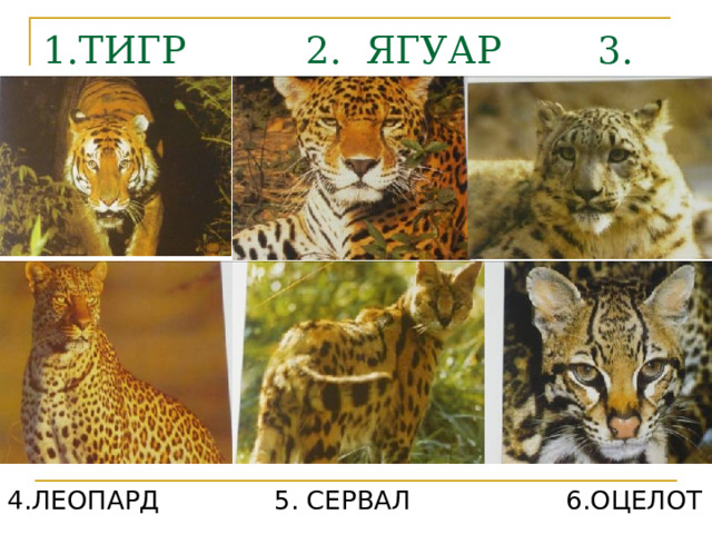 1.ТИГР 2. ЯГУАР 3. ИРБИС 4.ЛЕОПАРД 5. СЕРВАЛ 6.ОЦЕЛОТ 