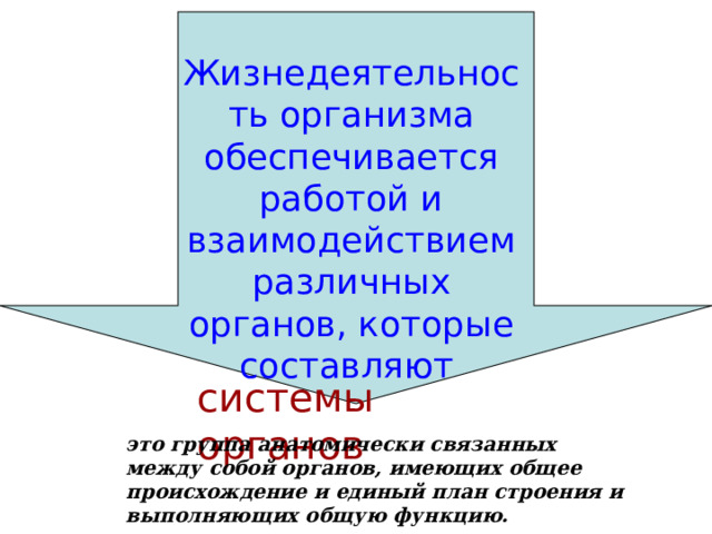  Жизнедеятельность организма обеспечивается работой и взаимодействием различных органов, которые составляют  системы органов это группа анатомически связанных между собой органов, имеющих общее происхождение и единый план строения и выполняющих общую функцию. 