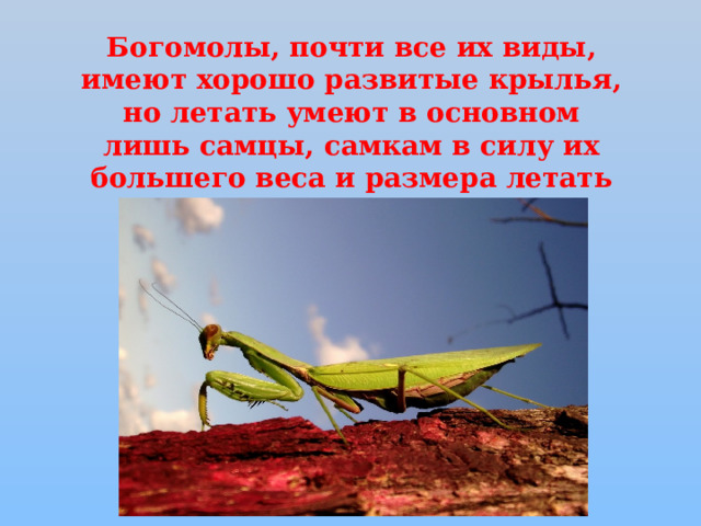 Богомолы, почти все их виды, имеют хорошо развитые крылья, но летать умеют в основном лишь самцы, самкам в силу их большего веса и размера летать труднее, нежели самцам. 