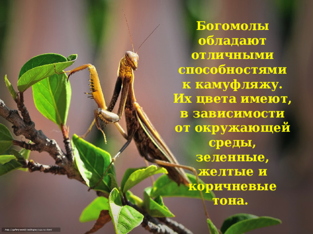 Богомолы обладают отличными способностями к камуфляжу. Их цвета имеют, в зависимости от окружающей среды, зеленные, желтые и коричневые тона. 