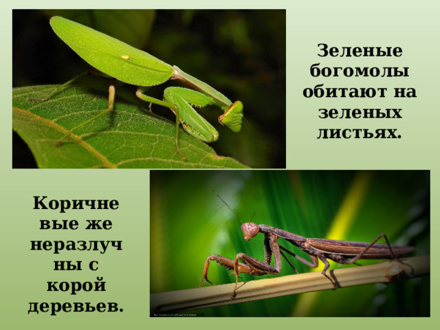 Зеленые богомолы обитают на зеленых листьях. Коричневые же неразлучны с корой деревьев. 