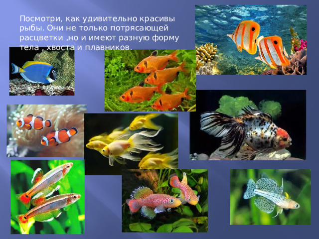 Посмотри, как удивительно красивы рыбы. Они не только потрясающей расцветки ,но и имеют разную форму тела , хвоста и плавников. 