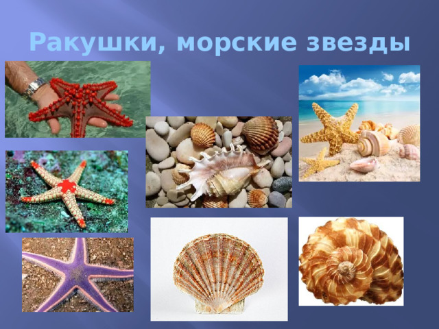 Ракушки, морские звезды 