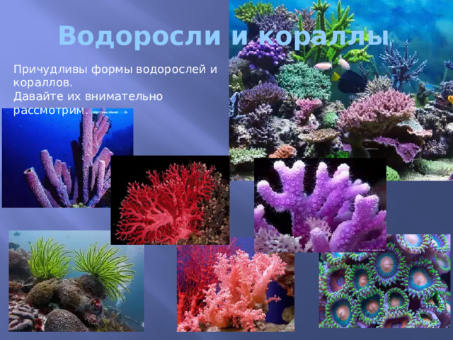 Водоросли и кораллы Причудливы формы водорослей и кораллов. Давайте их внимательно рассмотрим. 